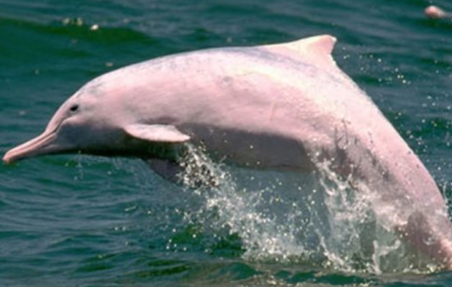 ピンクイルカが32頭だけに 香港水域の生息数 過去最少 香港ジャピオンウェブサイト 香港情報 香港ジャピオンwebサイト